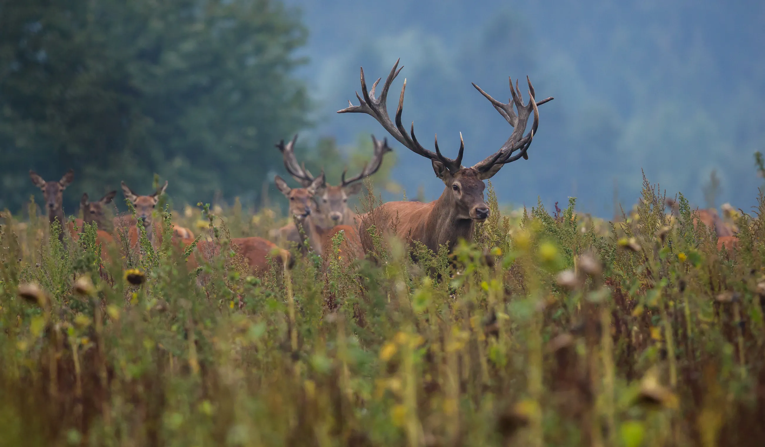 Red Deer in Nature Habitat